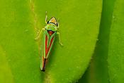 rododendroncicade (Graphocephala fennahi) 2967